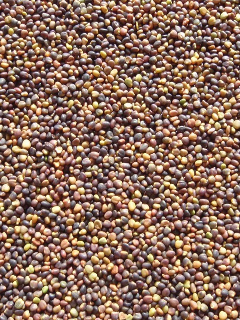 Medium Red Clover